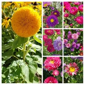 Vibrant Floral Asters Seeds for your Garden.